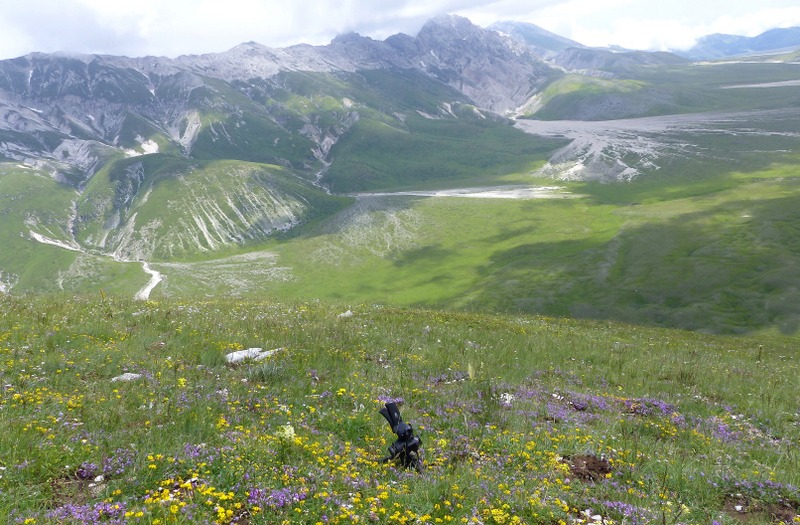 Nigritella widderi: probabile nuova stazione nellaquilano  29 giugno 2023.